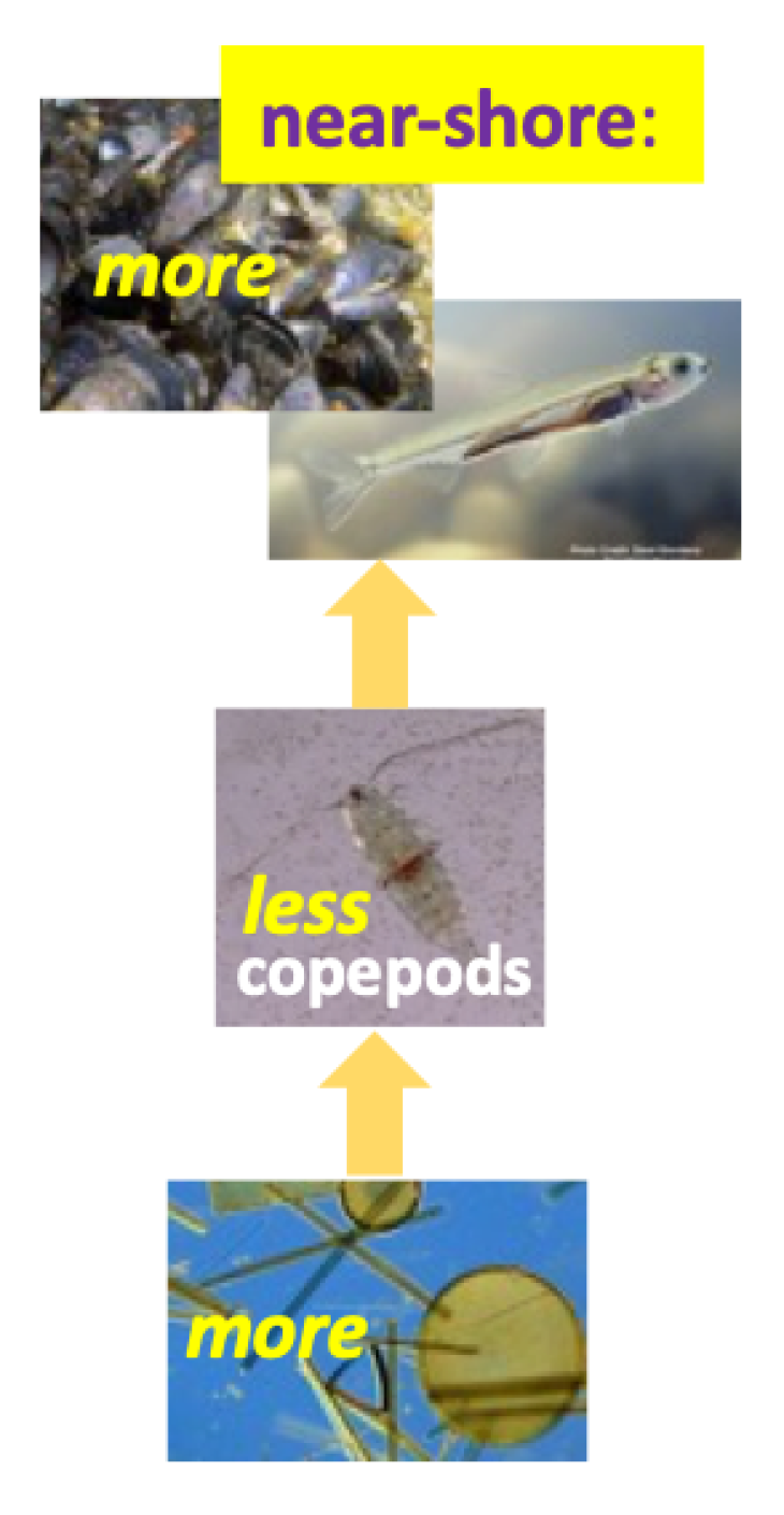 Trophic Cascade Vertical