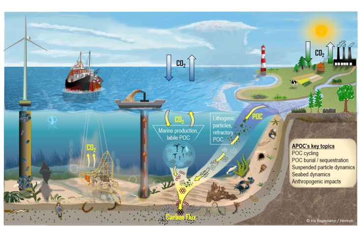Key topics of the BMBF funded research project APOC: Anthropogenic impacts on particulate organic carbon cycling in the North Sea Graphic: Hereon/Ha Hagemann Key topics of APOC