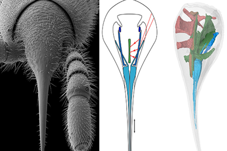 The suction pump of centipedes