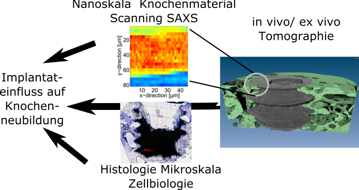 MgBone graphical abstract