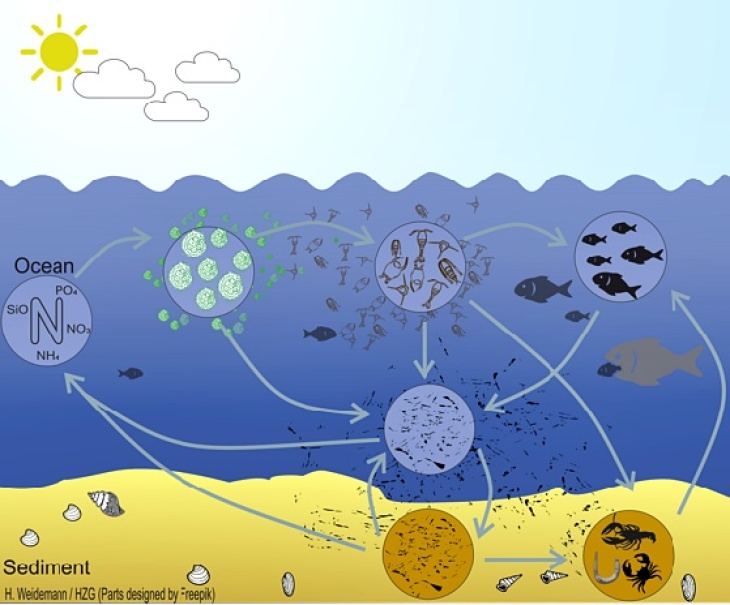(Graphik: Hendrik Weideman/ Hereon) Ecosmo E2e Model Graphic